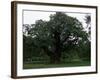 The Major Oak, Sherwood Forest, Nottinghamshire, England, United Kingdom-Jenny Pate-Framed Photographic Print