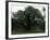 The Major Oak, Sherwood Forest, Nottinghamshire, England, United Kingdom-Jenny Pate-Framed Photographic Print