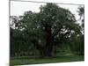 The Major Oak, Sherwood Forest, Nottinghamshire, England, United Kingdom-Jenny Pate-Mounted Photographic Print