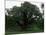 The Major Oak, Sherwood Forest, Nottinghamshire, England, United Kingdom-Jenny Pate-Mounted Photographic Print