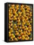 The Make-A-Wish Foundation Releases Rubber Ducks into the Ocean-null-Framed Stretched Canvas