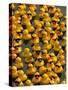 The Make-A-Wish Foundation Releases Rubber Ducks into the Ocean-null-Stretched Canvas