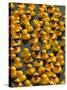 The Make-A-Wish Foundation Releases Rubber Ducks into the Ocean-null-Stretched Canvas