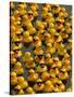 The Make-A-Wish Foundation Releases Rubber Ducks into the Ocean-null-Stretched Canvas