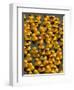 The Make-A-Wish Foundation Releases Rubber Ducks into the Ocean-null-Framed Photographic Print