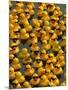 The Make-A-Wish Foundation Releases Rubber Ducks into the Ocean-null-Mounted Photographic Print