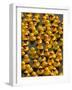 The Make-A-Wish Foundation Releases Rubber Ducks into the Ocean-null-Framed Photographic Print