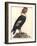 The Male Condor-Friedrich Alexander Humboldt-Framed Giclee Print