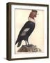 The Male Condor-Friedrich Alexander Humboldt-Framed Giclee Print