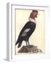 The Male Condor-Friedrich Alexander Humboldt-Framed Giclee Print