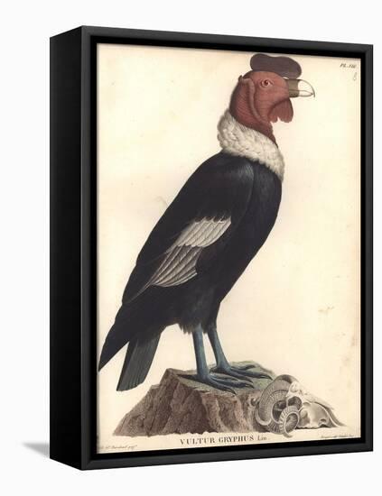 The Male Condor-Friedrich Alexander Humboldt-Framed Stretched Canvas