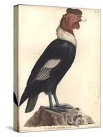 The Male Condor-Friedrich Alexander Humboldt-Stretched Canvas