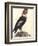 The Male Condor-Friedrich Alexander Humboldt-Framed Giclee Print