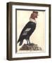 The Male Condor-Friedrich Alexander Humboldt-Framed Giclee Print