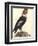 The Male Condor-Friedrich Alexander Humboldt-Framed Giclee Print