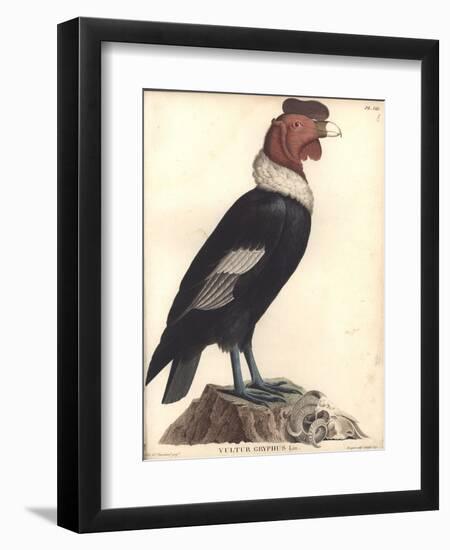 The Male Condor-Friedrich Alexander Humboldt-Framed Giclee Print