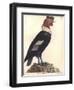 The Male Condor-Friedrich Alexander Humboldt-Framed Giclee Print