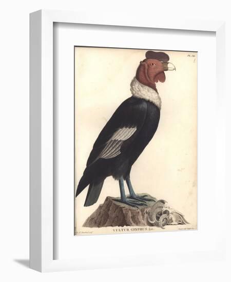 The Male Condor-Friedrich Alexander Humboldt-Framed Giclee Print