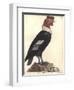 The Male Condor-Friedrich Alexander Humboldt-Framed Giclee Print