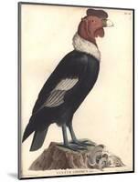 The Male Condor-Friedrich Alexander Humboldt-Mounted Giclee Print