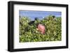 The Male Frigate with Red Throat Pouch-Roberto Moiola-Framed Photographic Print