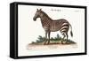 The Male Zebra, 1749-73-George Edwards-Framed Stretched Canvas