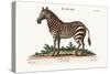 The Male Zebra, 1749-73-George Edwards-Stretched Canvas