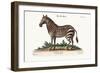 The Male Zebra, 1749-73-George Edwards-Framed Giclee Print