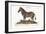 The Male Zebra, 1749-73-George Edwards-Framed Giclee Print