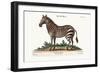 The Male Zebra, 1749-73-George Edwards-Framed Giclee Print