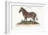 The Male Zebra, 1749-73-George Edwards-Framed Giclee Print