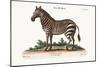 The Male Zebra, 1749-73-George Edwards-Mounted Giclee Print