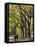 The Mall and Literary Walk with American Elm Trees Forming the Avenue Canopy, New York, USA-Gavin Hellier-Framed Stretched Canvas