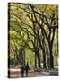 The Mall and Literary Walk with American Elm Trees Forming the Avenue Canopy, New York, USA-Gavin Hellier-Stretched Canvas
