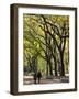 The Mall and Literary Walk with American Elm Trees Forming the Avenue Canopy, New York, USA-Gavin Hellier-Framed Photographic Print