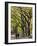 The Mall and Literary Walk with American Elm Trees Forming the Avenue Canopy, New York, USA-Gavin Hellier-Framed Photographic Print