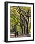 The Mall and Literary Walk with American Elm Trees Forming the Avenue Canopy, New York, USA-Gavin Hellier-Framed Photographic Print