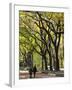 The Mall and Literary Walk with American Elm Trees Forming the Avenue Canopy, New York, USA-Gavin Hellier-Framed Photographic Print