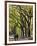 The Mall and Literary Walk with American Elm Trees Forming the Avenue Canopy, New York, USA-Gavin Hellier-Framed Photographic Print