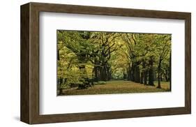 The Mall in Autumn-null-Framed Art Print