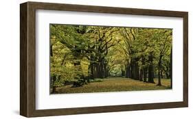 The Mall in Autumn-null-Framed Art Print