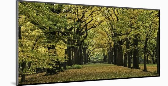 The Mall in Autumn-null-Mounted Art Print