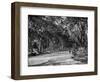 The Mall in Central Park in New York City Photograph - New York, NY-Lantern Press-Framed Art Print