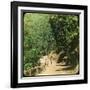 The Mall Road, Simla, India, Late 19th or Early 20th Century-null-Framed Giclee Print