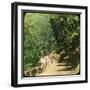 The Mall Road, Simla, India, Late 19th or Early 20th Century-null-Framed Giclee Print