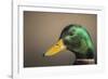 The mallard is a dabbling duck that breeds throughout the Americas, Eurasia, and North Africa.-Richard Wright-Framed Photographic Print