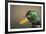 The mallard is a dabbling duck that breeds throughout the Americas, Eurasia, and North Africa.-Richard Wright-Framed Photographic Print