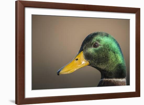 The mallard is a dabbling duck that breeds throughout the Americas, Eurasia, and North Africa.-Richard Wright-Framed Photographic Print