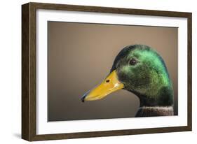 The mallard is a dabbling duck that breeds throughout the Americas, Eurasia, and North Africa.-Richard Wright-Framed Photographic Print