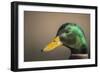 The mallard is a dabbling duck that breeds throughout the Americas, Eurasia, and North Africa.-Richard Wright-Framed Photographic Print
